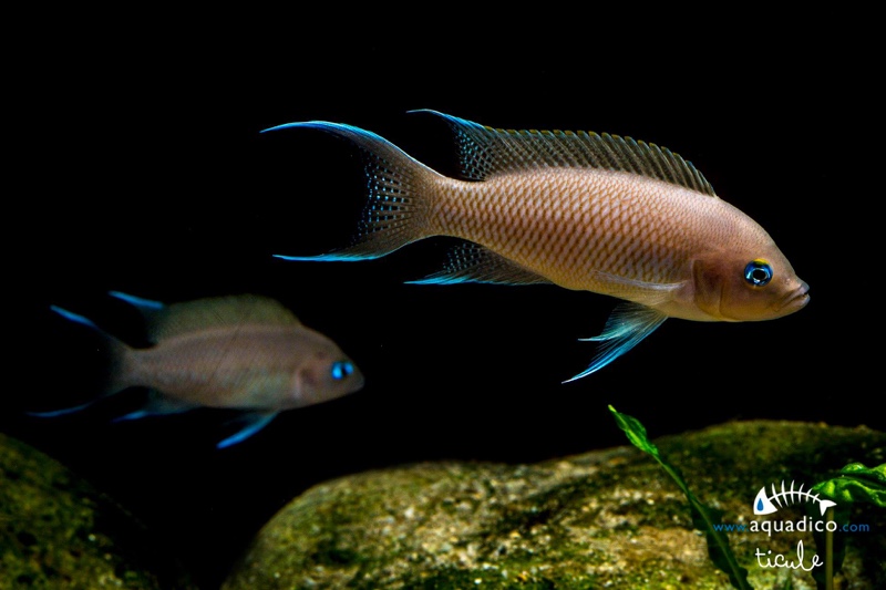 Neolamprologus marunguensis